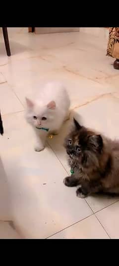 Persian triple coated cat kitten pair/male/female