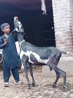 Rajan pori gaban Bakri sale