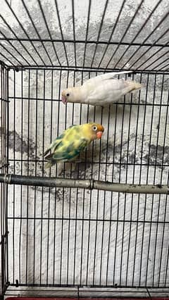 Love Birds breeder Pair for sale healty