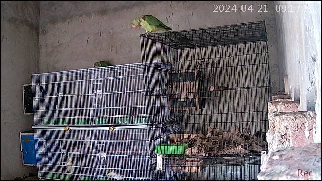 8 portion cage for sale for parrot 4