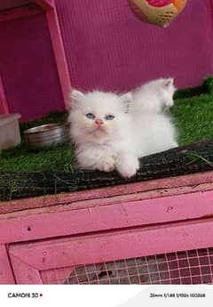 PERSIAN KITTENS AVAILABLE FOR SALE