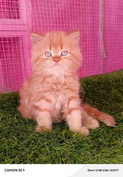 Persian bhaloo kitten available for sale