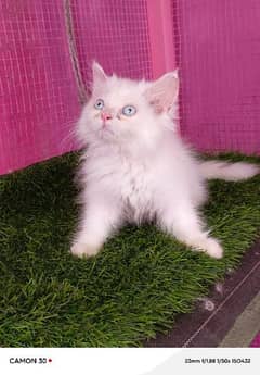 Persian female kitten available for sale ( blue eyes)