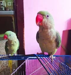 Kashmiri Raw parrots for sale