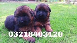 German shepherd Long  Hair  imported pink pedigree  puppies