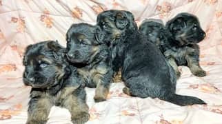 German shepherd puppies double coated