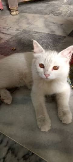 Long hair White Persian cat For Sale