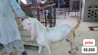 Rajan puri / Desi Bakri / Rajan Puri Bakra / Kajli Chatri / Desi Goat