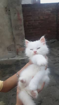 Persian  male cat age40 days