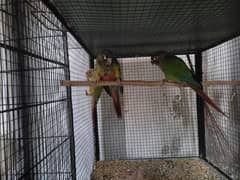 green chick and pineapple conour breeder