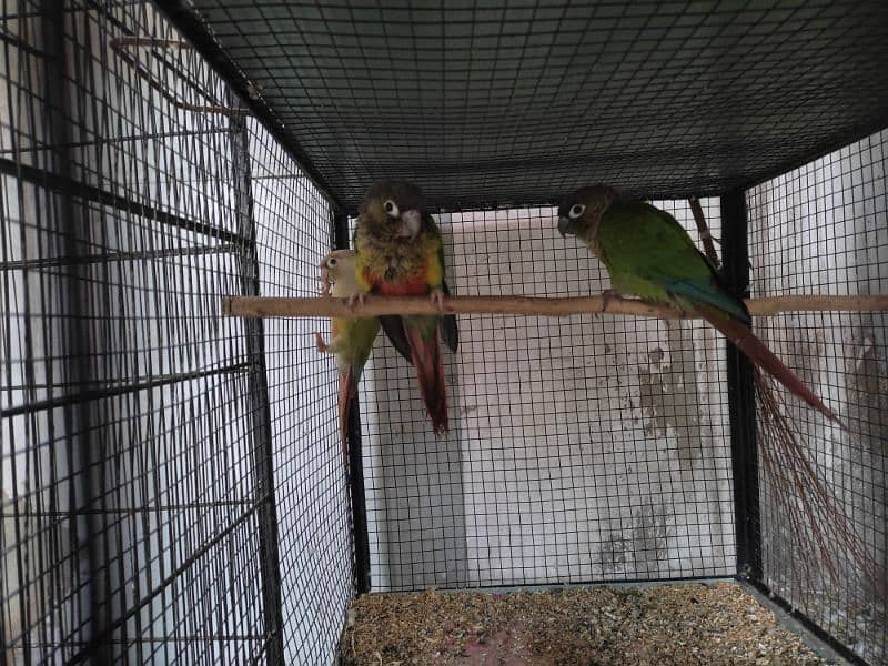 green chick and pineapple conour breeder 1