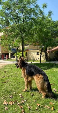 German shepherd puppies