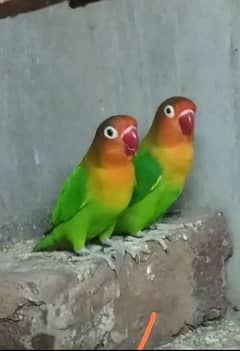 love birds/love bird/lovebirds/lovebird/Green fisher