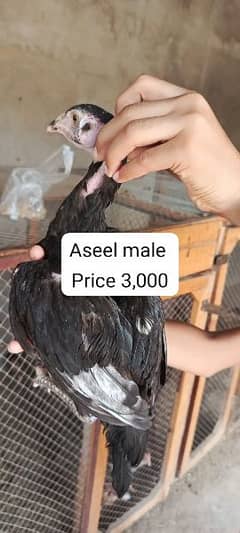 Total 13 aseel chicks is available for sale contact my whatsapp num