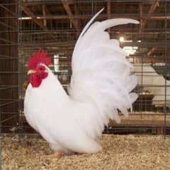 Japanese hens 1 Male 4 females Available