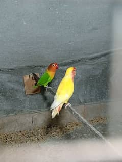 Love birds