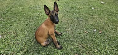 Malinois Pups (imported/pedigreed parents)