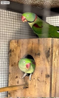 row parrot breeder pair