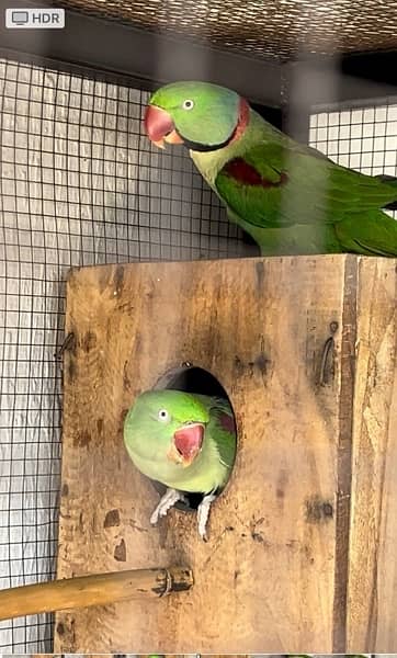 row parrot breeder pair 0