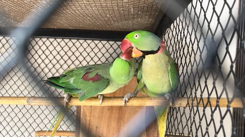 row parrot breeder pair 1