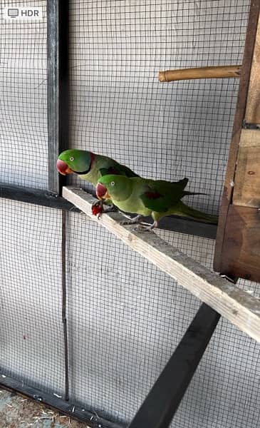 row parrot breeder pair 2