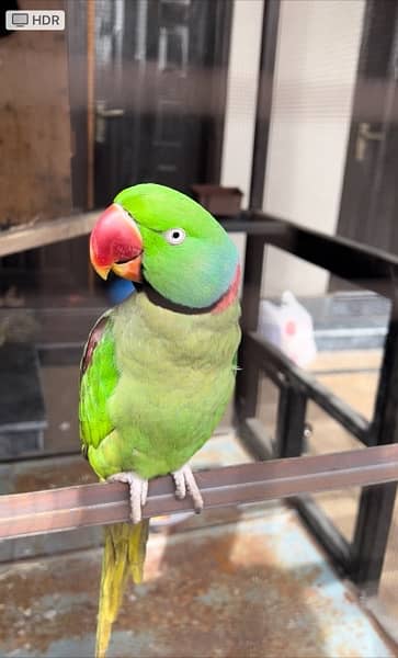 row parrot breeder pair 3