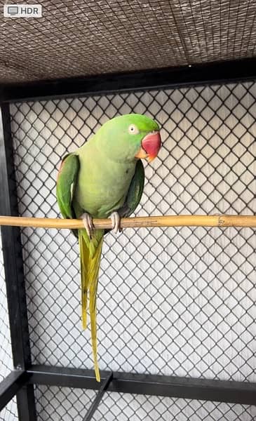 row parrot breeder pair 4