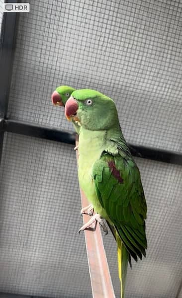 row parrot breeder pair 5