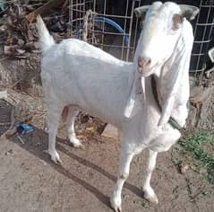 capli  goat