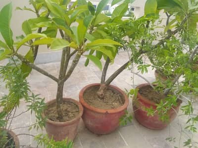 Champa plants