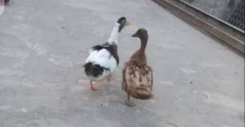 pair of duck