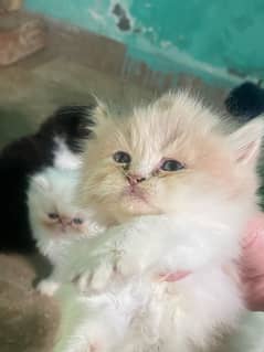 Persian  & Blood Line breed for sale urgent 2 pairs 2 male 1 female