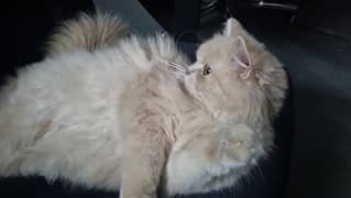 Persian Cat _ tripple coated_ fully vacinated