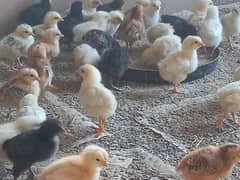 Golden Misri Chicks 10 Days Old & Vaccinated 03355586872