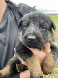 German shepherd puppies for sale