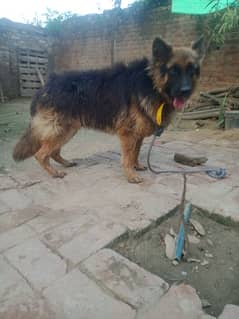 German shepherd Triple coat male for sale