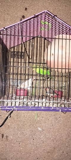 finches Pair Australian parrot cage ki sath