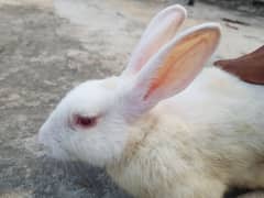 rebbit