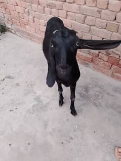 Black bakri