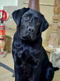 labrador male 11 months old contact only whatsapp