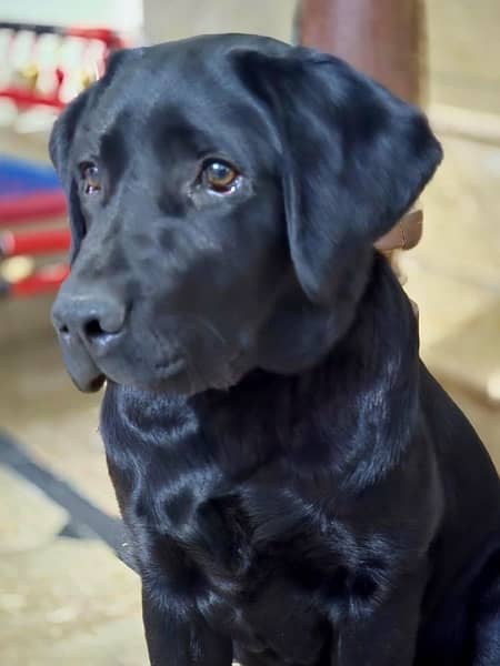 labrador male 11 months old contact only whatsapp 1