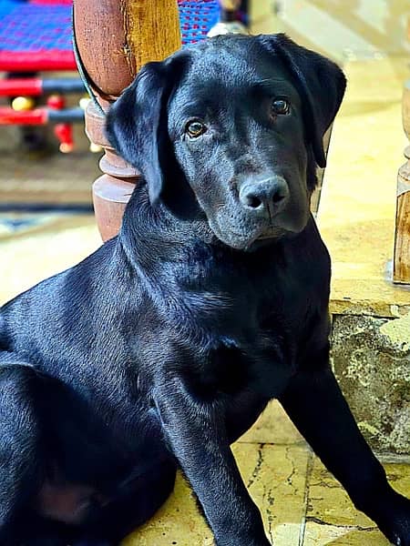 labrador male 11 months old contact only whatsapp 2