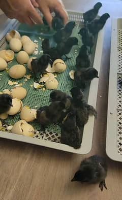 ayam cemani grey toung chick day old to 30 days