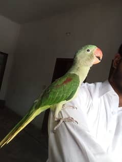 Urgent for sale Male raw parrot