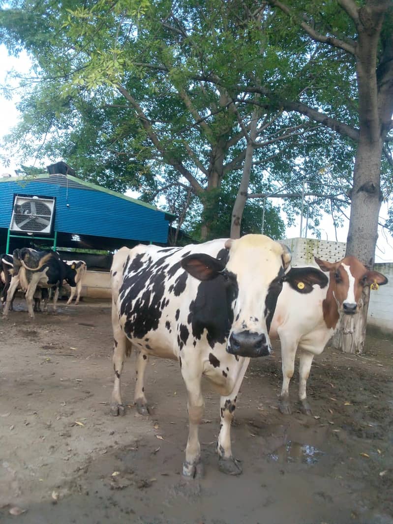 High-Quality Friesian and Dutch Cows for Sale 1