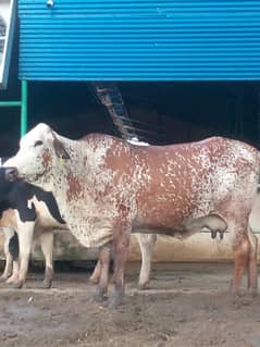 Friesian, Dutch, and Frisian Cholistani Cow , گائے , Cow for sale