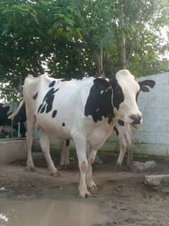 High-Quality Friesian and Dutch Cows for Sale 0