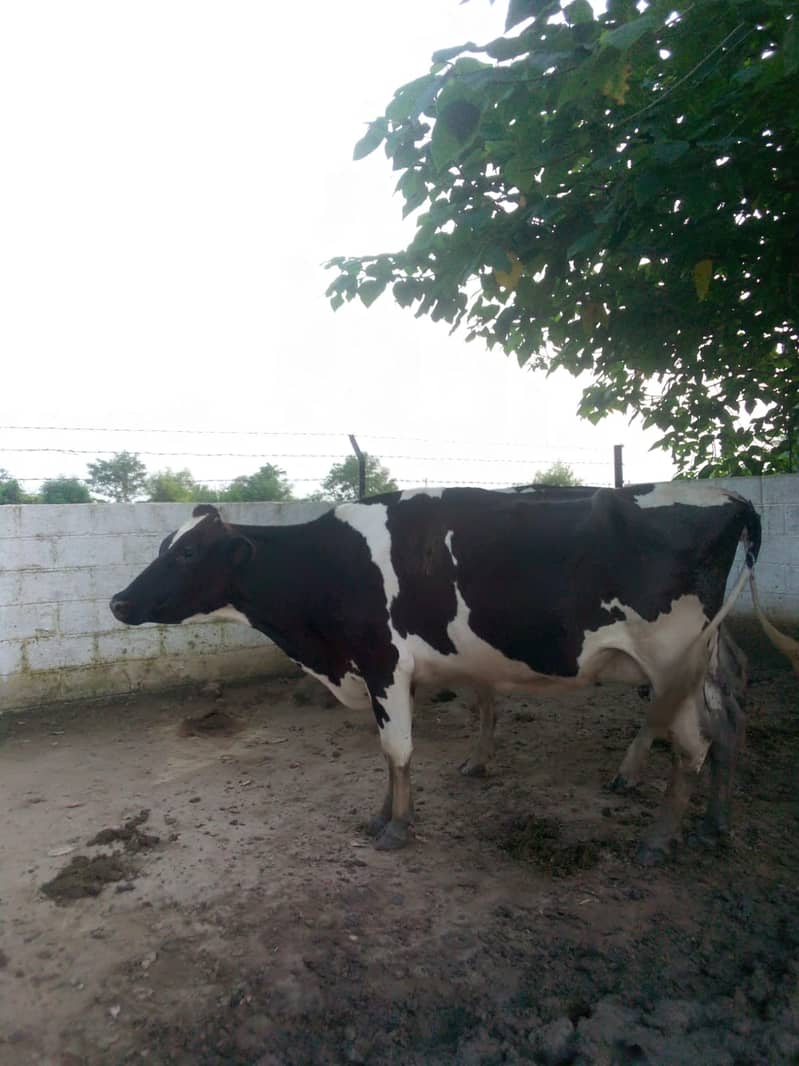 High-Quality Friesian and Dutch Cows for Sale 4