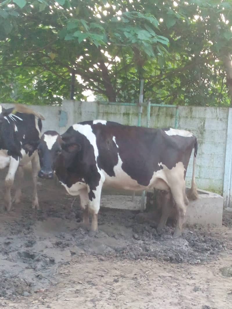 High-Quality Friesian and Dutch Cows for Sale 5