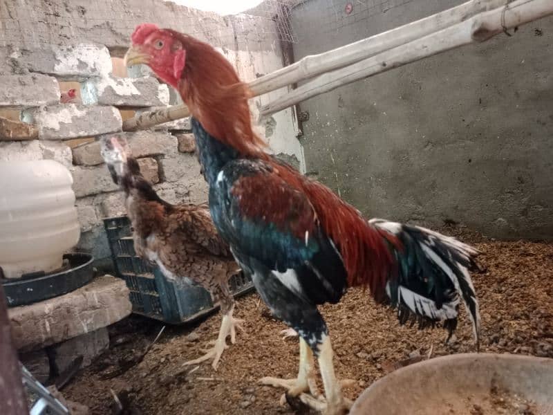 aseel females for sale 7